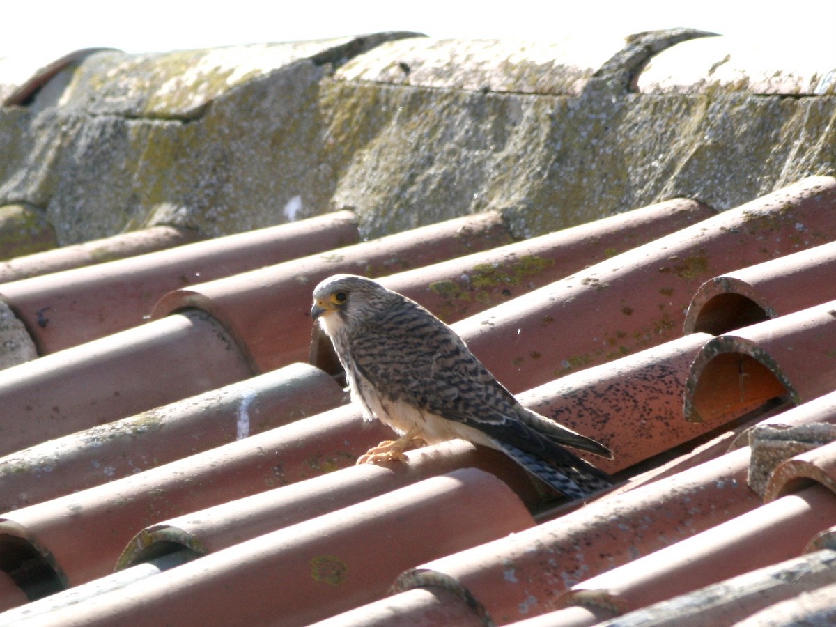 Rötelfalke - ML644670420