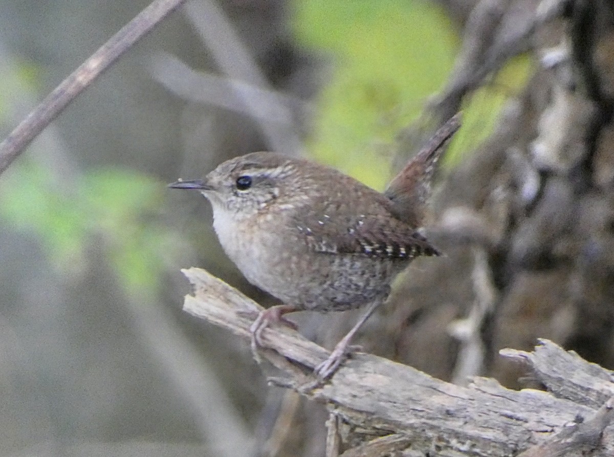 フユミソサザイ - ML644670431