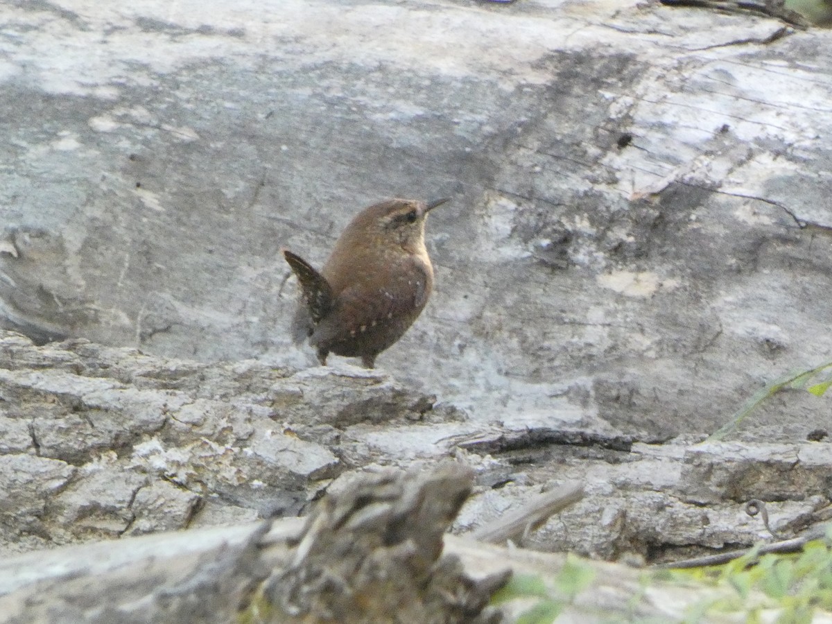 フユミソサザイ - ML644670432