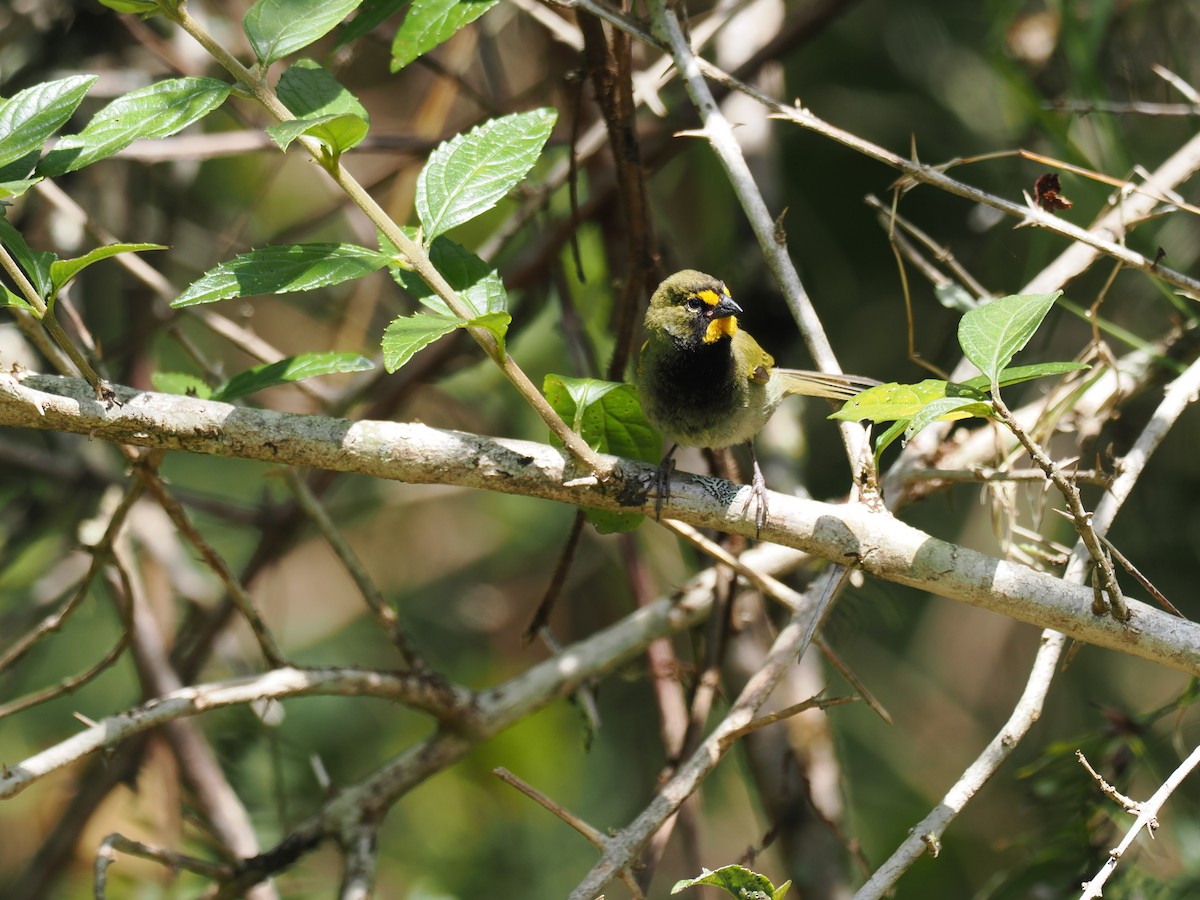 Yellow-faced Grassquit - ML644670437