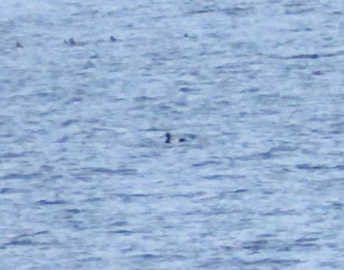 コスズガモ - ML644670438