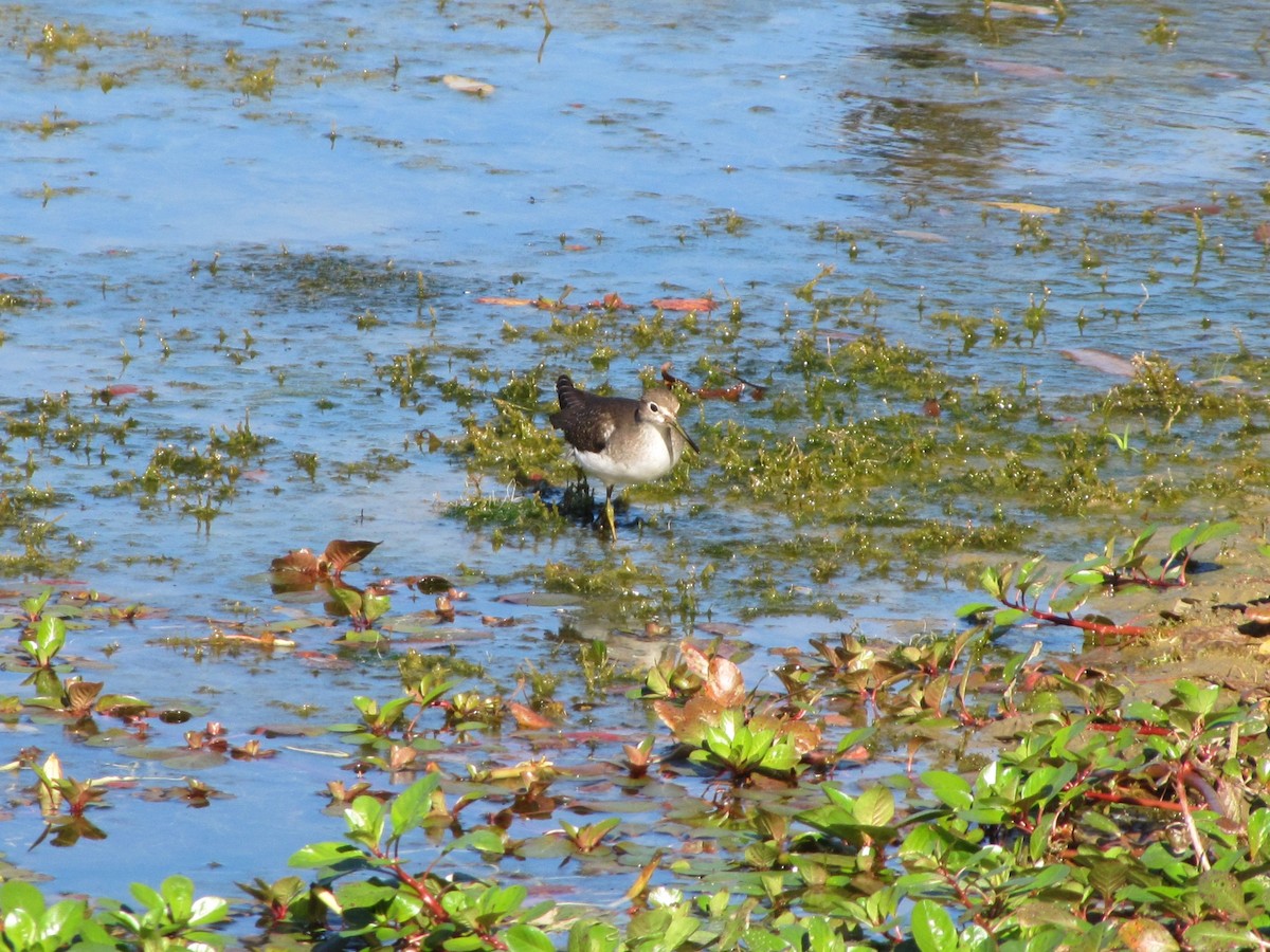 Solitary Sandpiper - ML644670440
