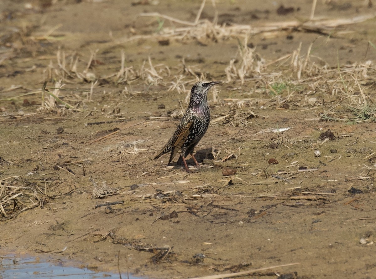 Étourneau sansonnet - ML644670442