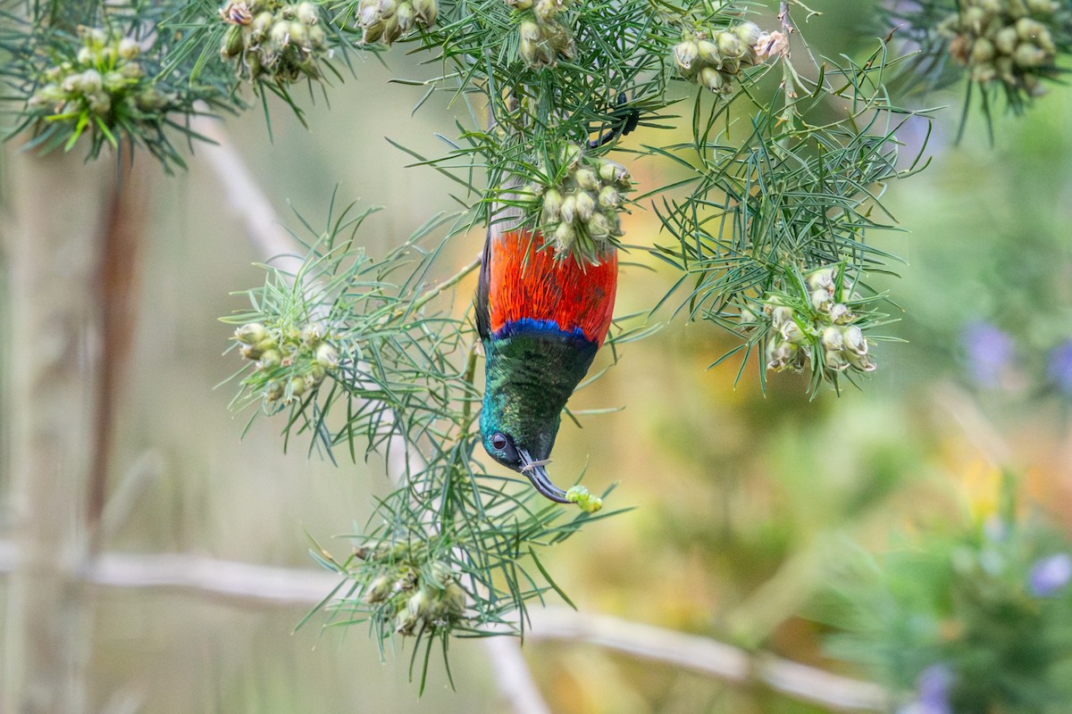 bredbeltesolfugl - ML644670447