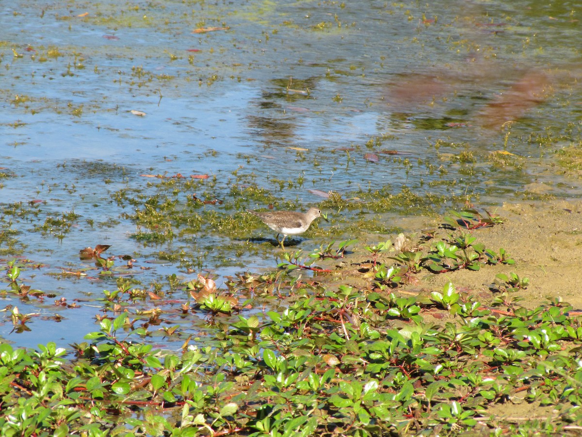 Solitary Sandpiper - ML644670452