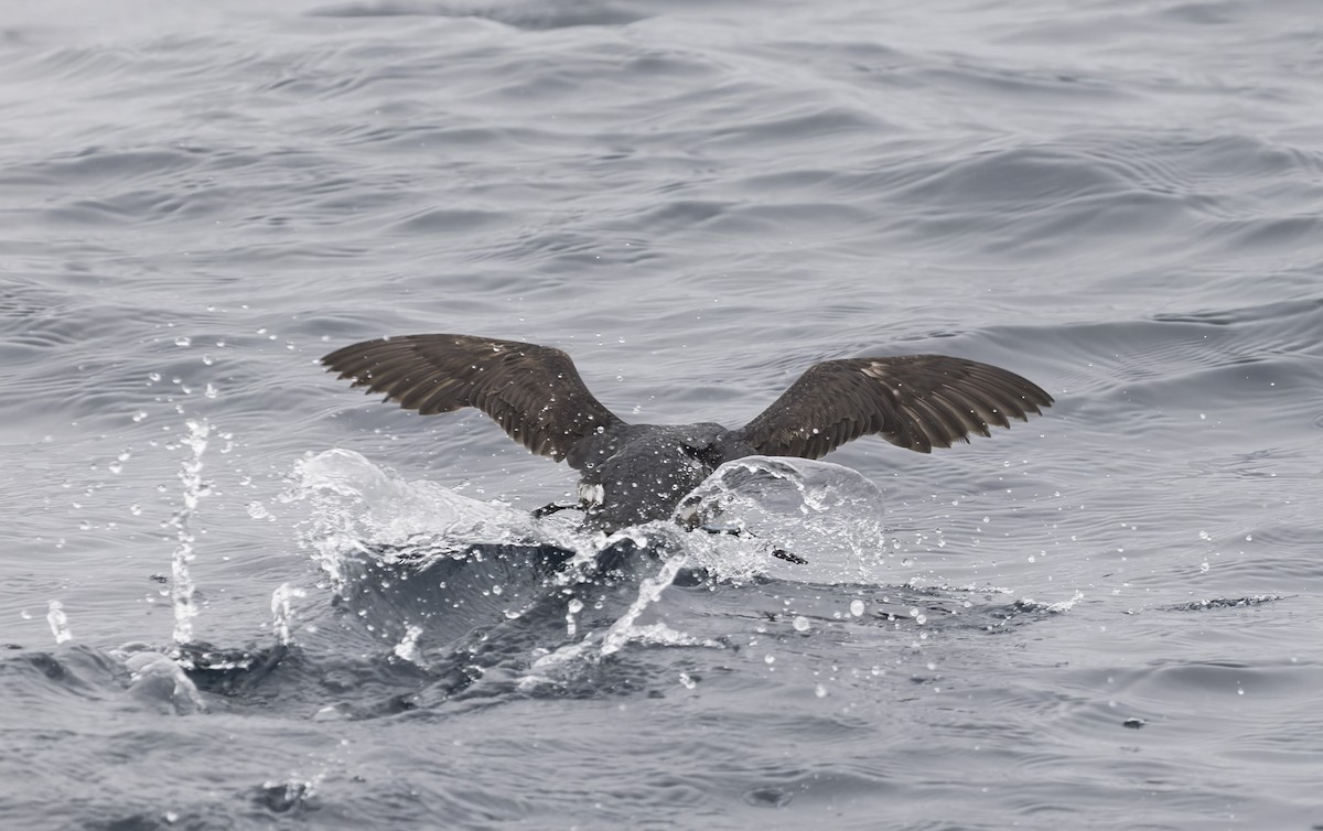 buřník peruánský - ML644670462