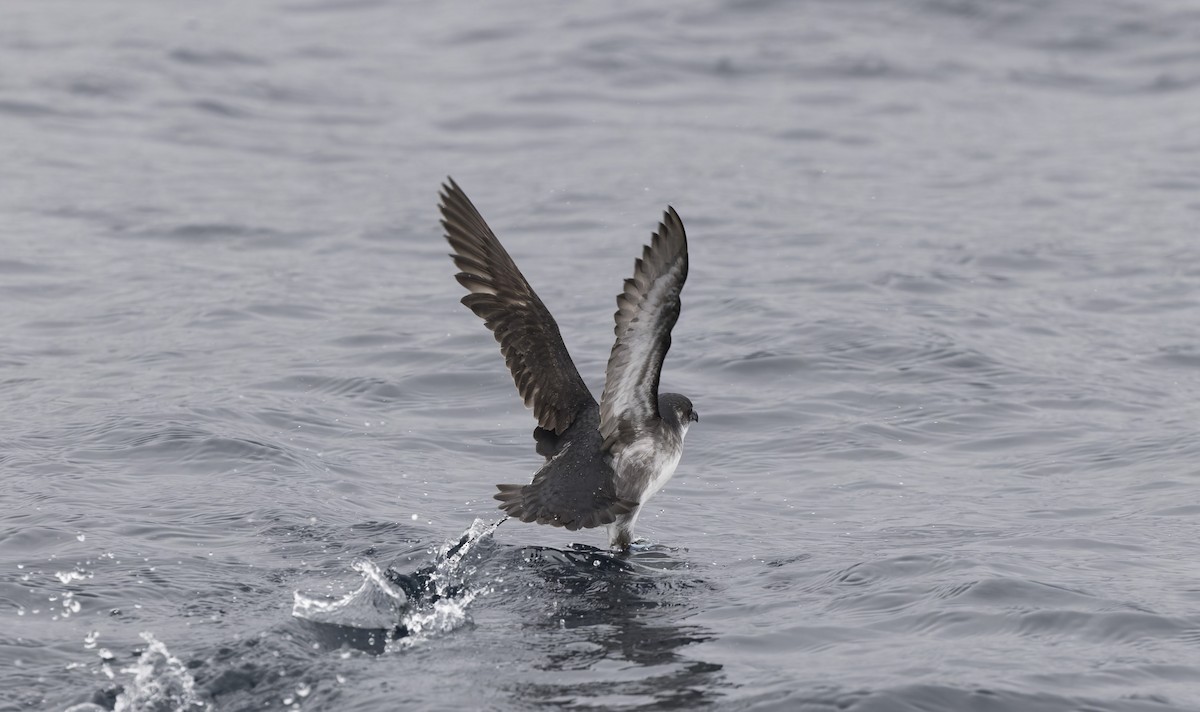 buřník peruánský - ML644670463