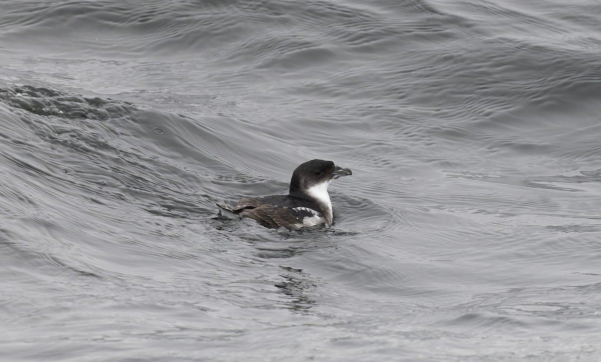 buřník peruánský - ML644670464