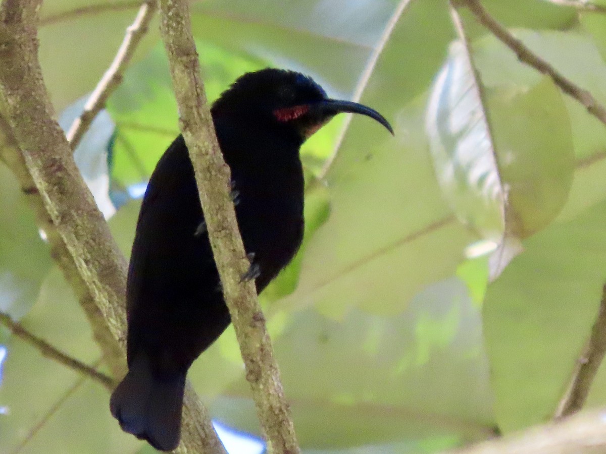 Amethyst Sunbird - ML644670465