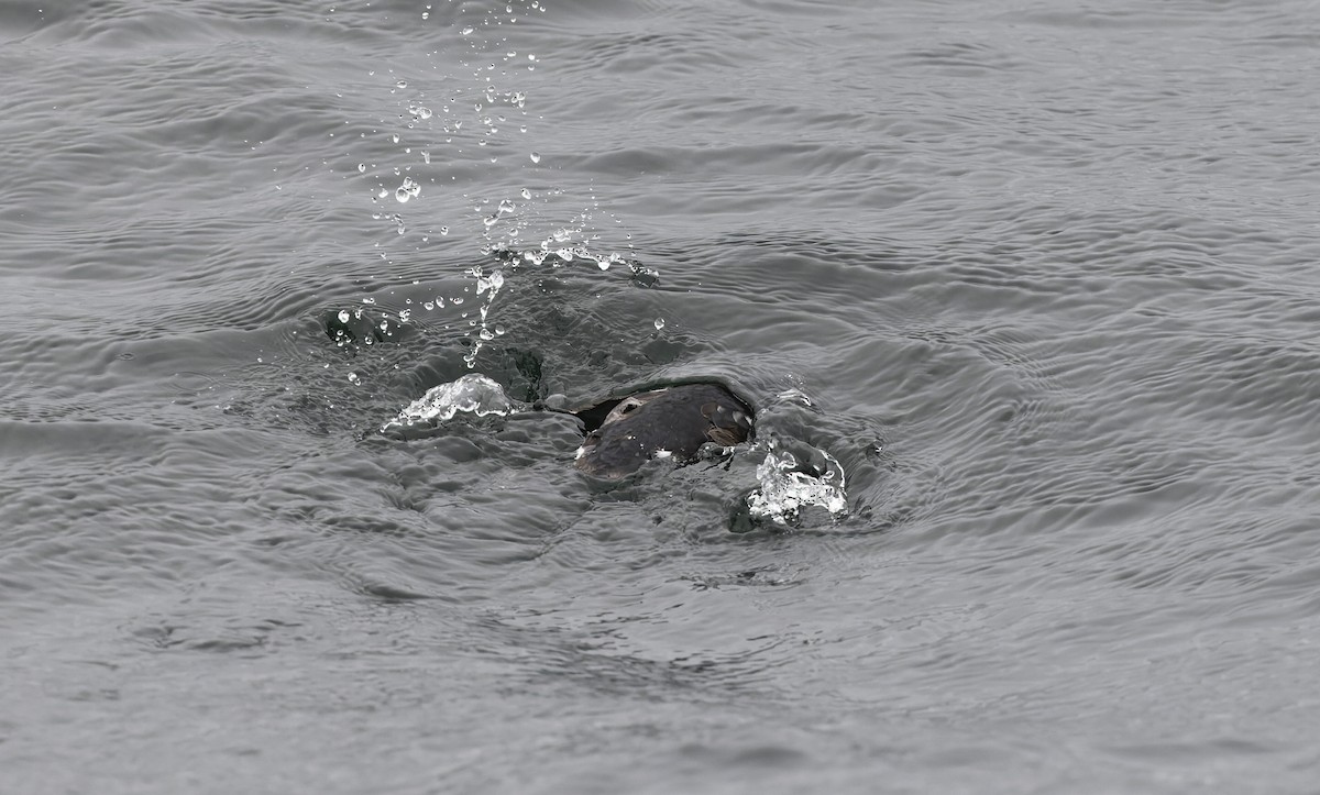 buřník peruánský - ML644670466