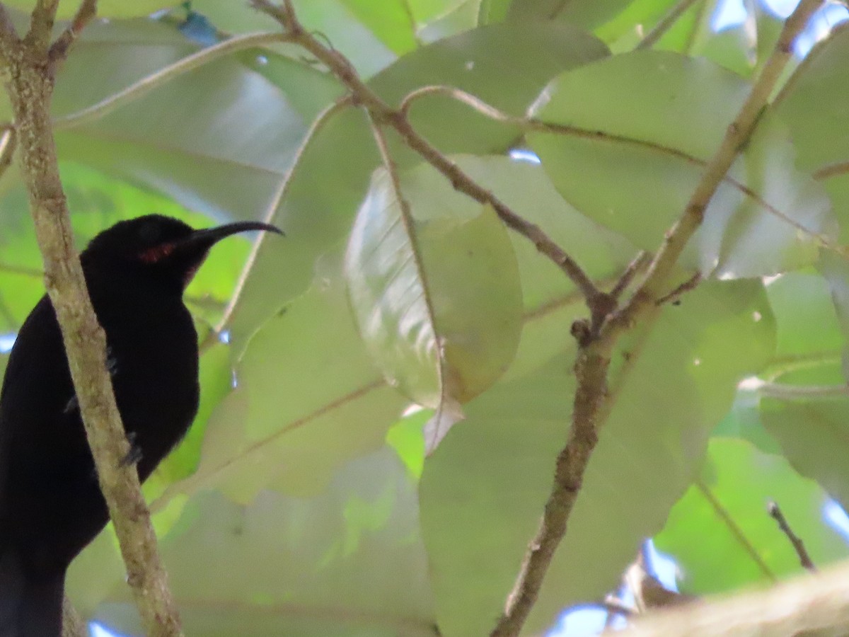 Amethyst Sunbird - ML644670468