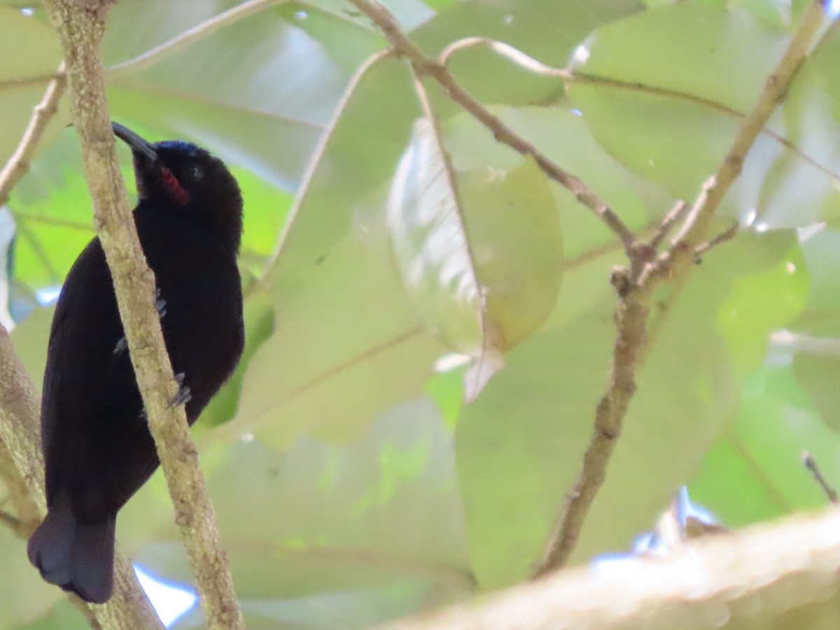 Amethyst Sunbird - ML644670469