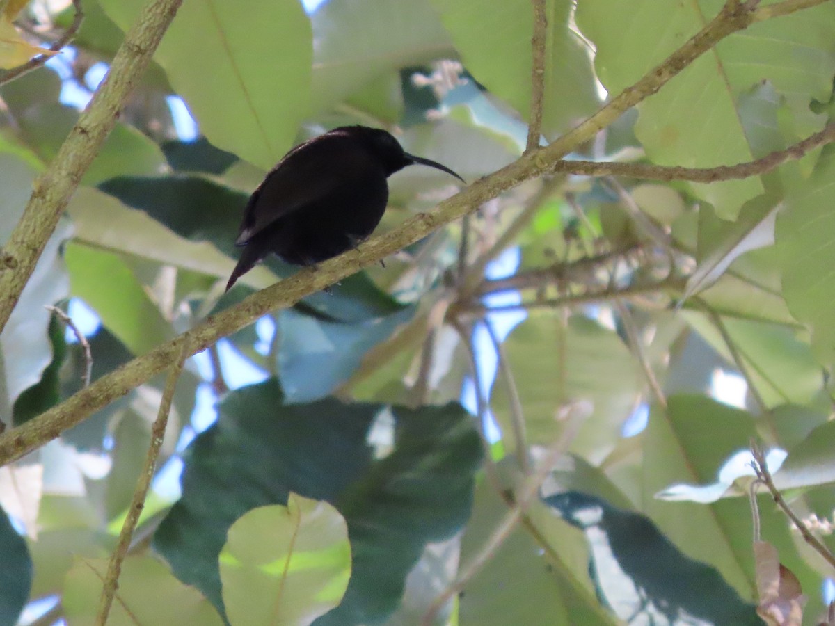 ametystsolfugl - ML644670470