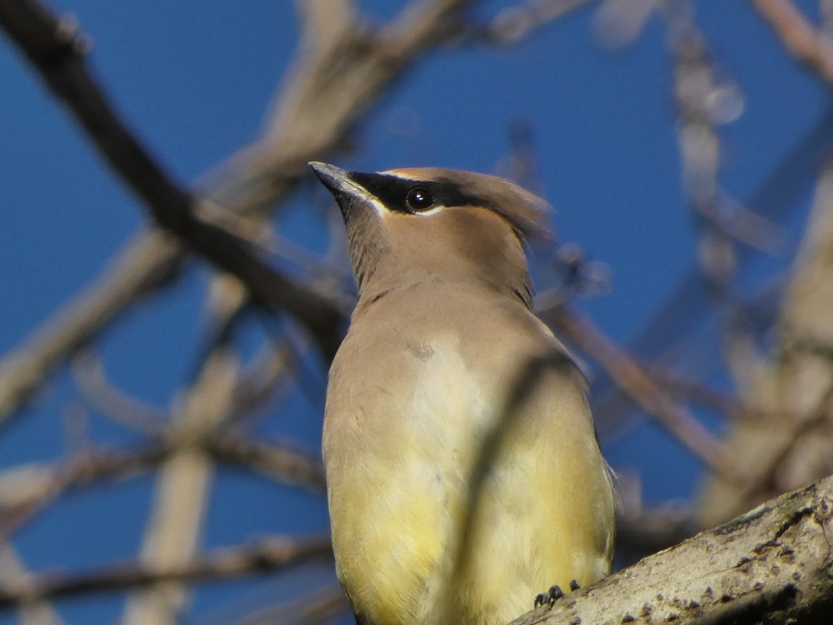 Cedar Waxwing - ML644670471