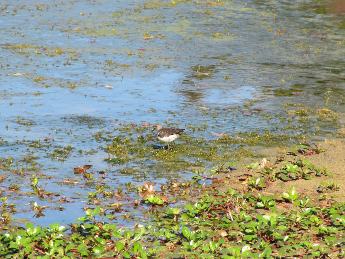 Solitary Sandpiper - ML644670473