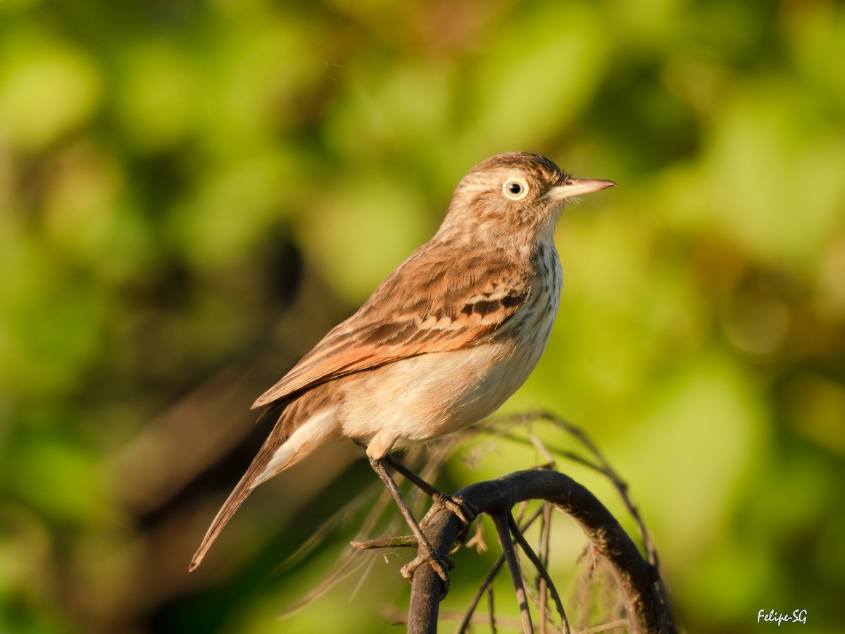 Spectacled Tyrant - ML644670483