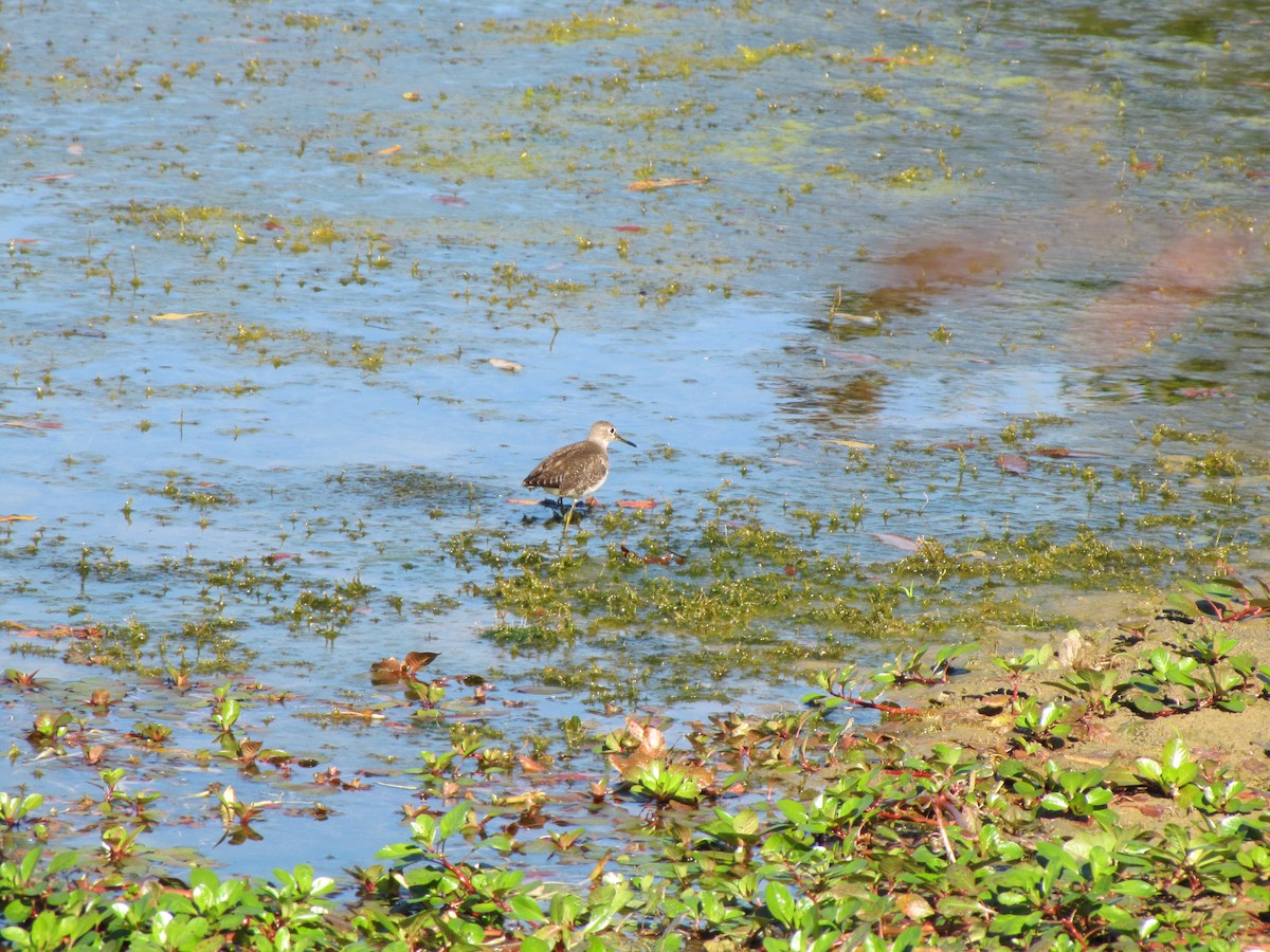 Solitary Sandpiper - ML644670492