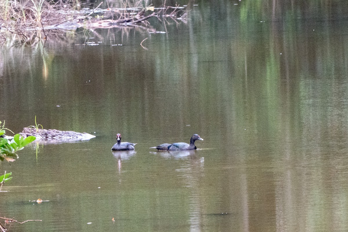 ノバリケン - ML644670501