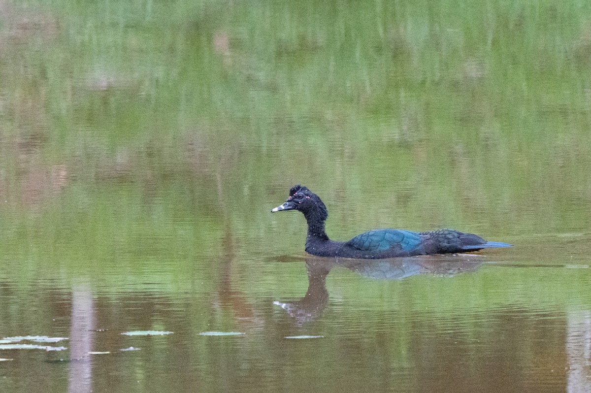 ノバリケン - ML644670502