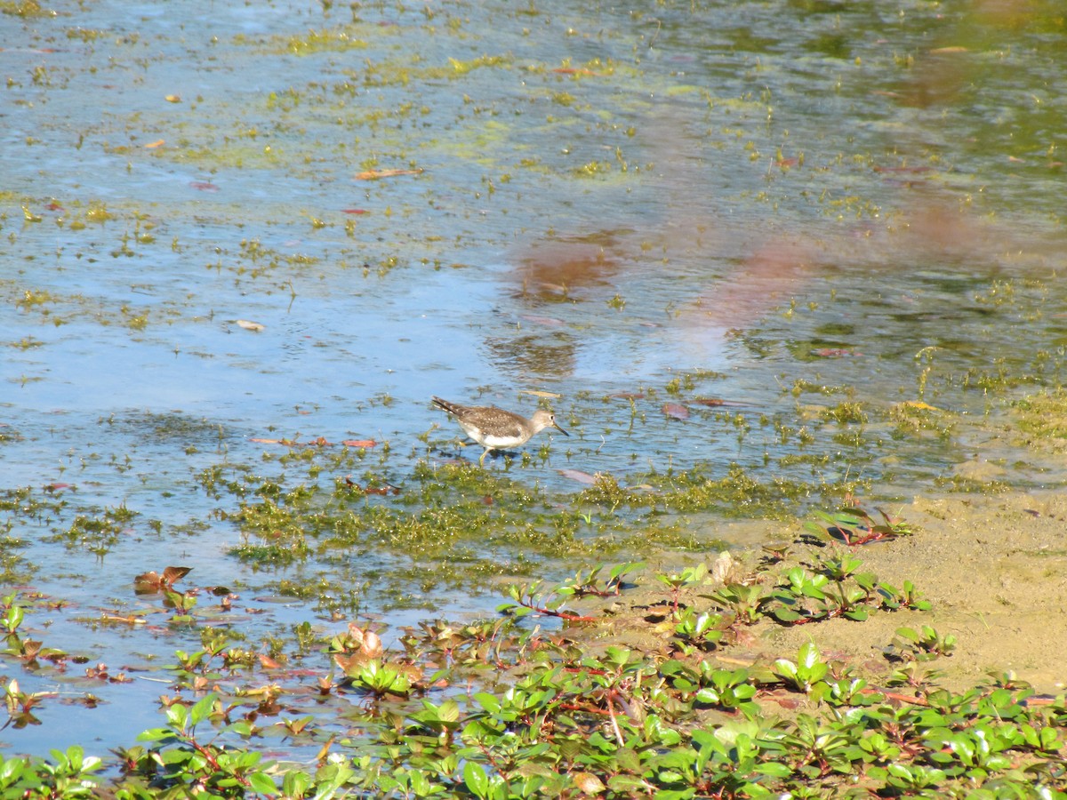 Solitary Sandpiper - ML644670509