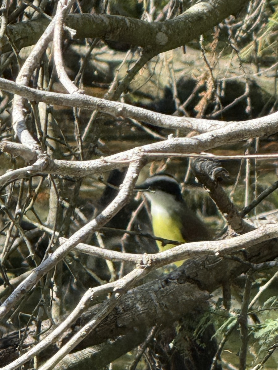 Great Kiskadee - ML644670513