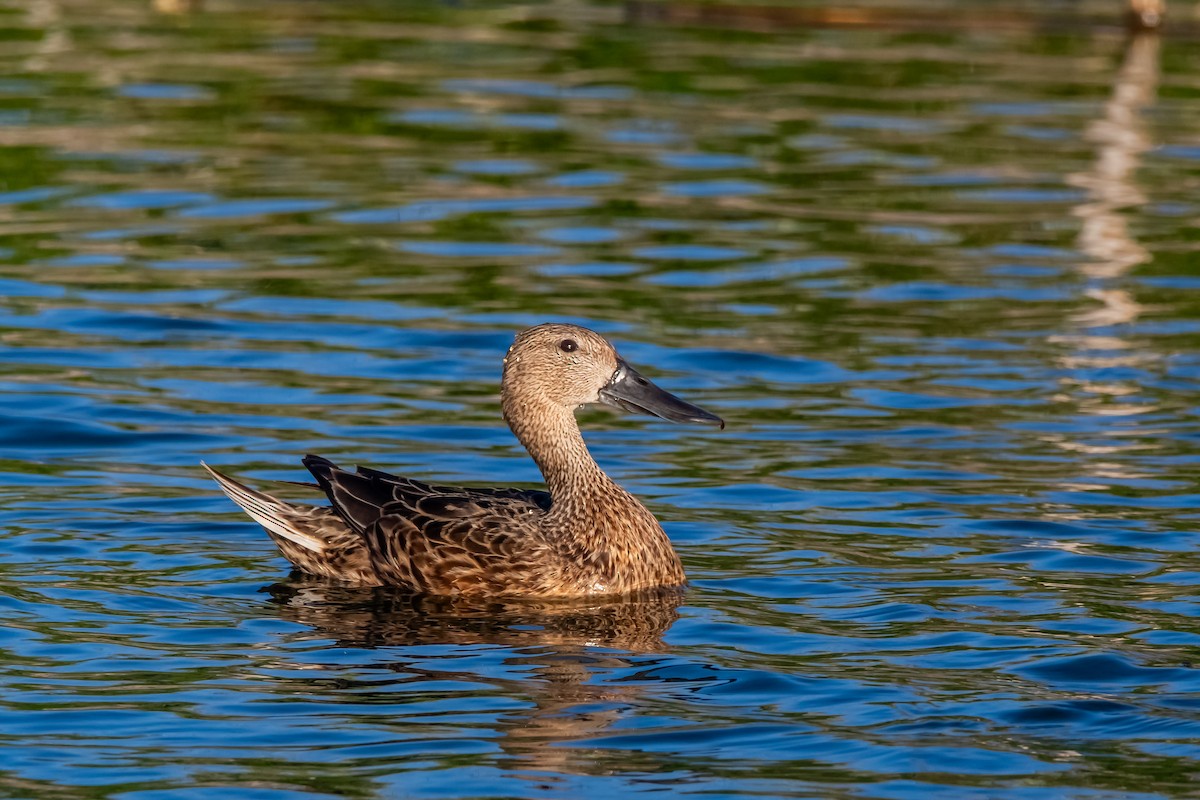 Red Shoveler - ML644670519