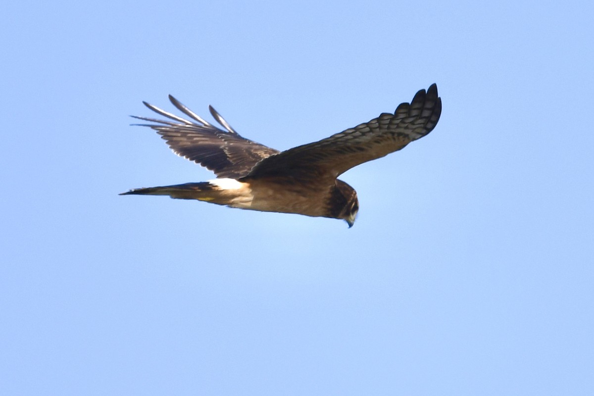 mørkmyrhauk - ML644670521