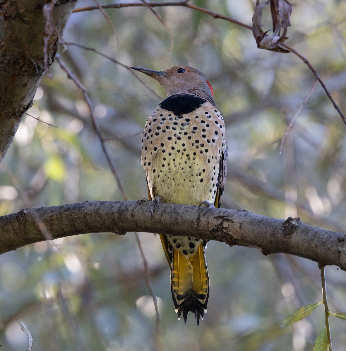Northern Flicker (Yellow-shafted) - ML644670523