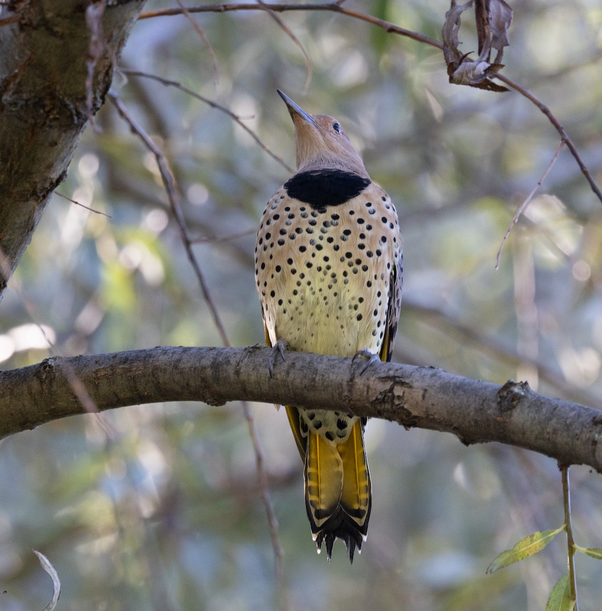 Northern Flicker (Yellow-shafted) - ML644670526