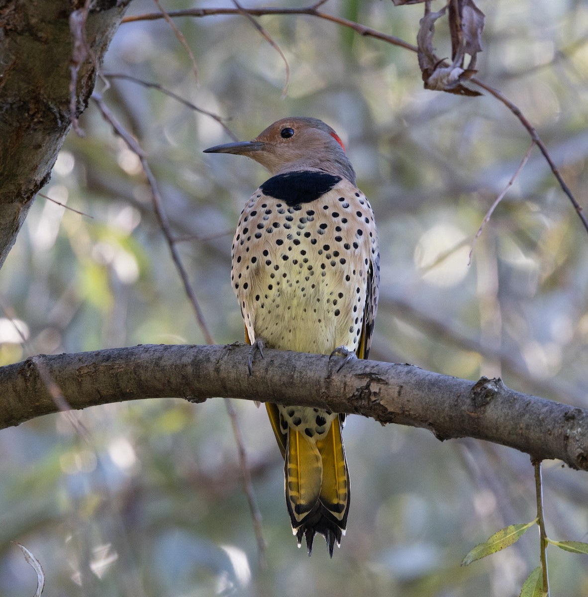 Northern Flicker (Yellow-shafted) - ML644670527