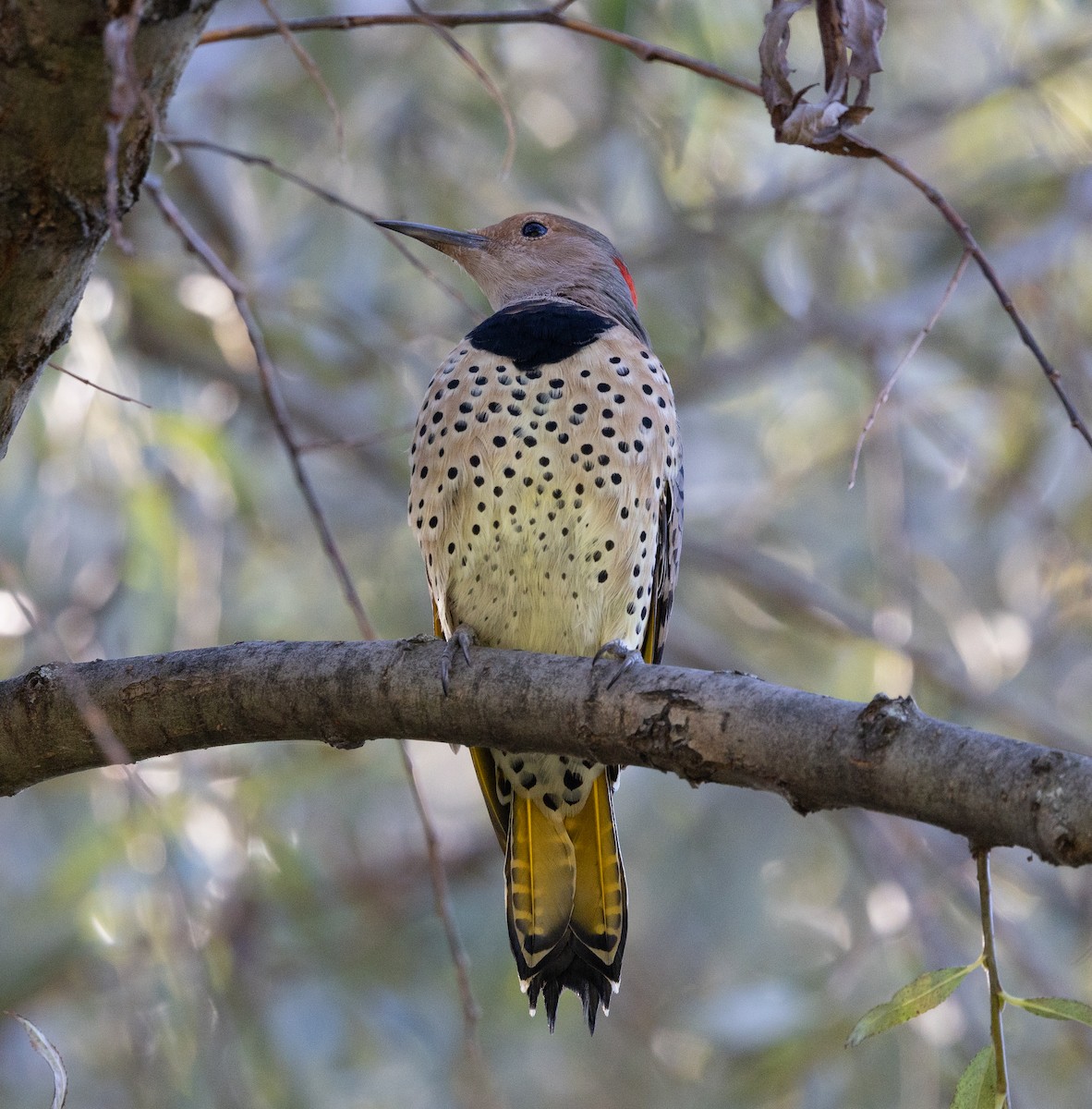 Northern Flicker (Yellow-shafted) - ML644670530