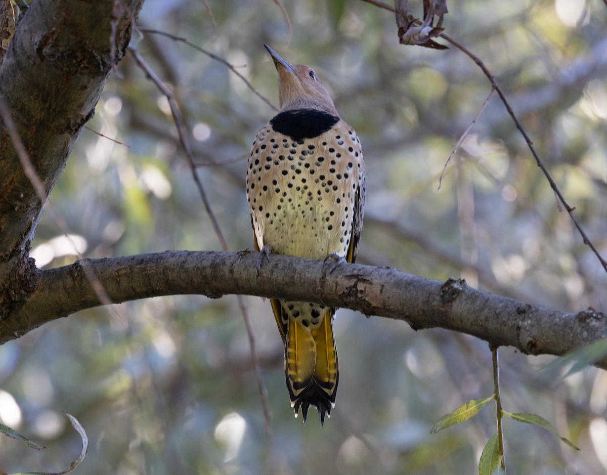 Northern Flicker (Yellow-shafted) - ML644670531