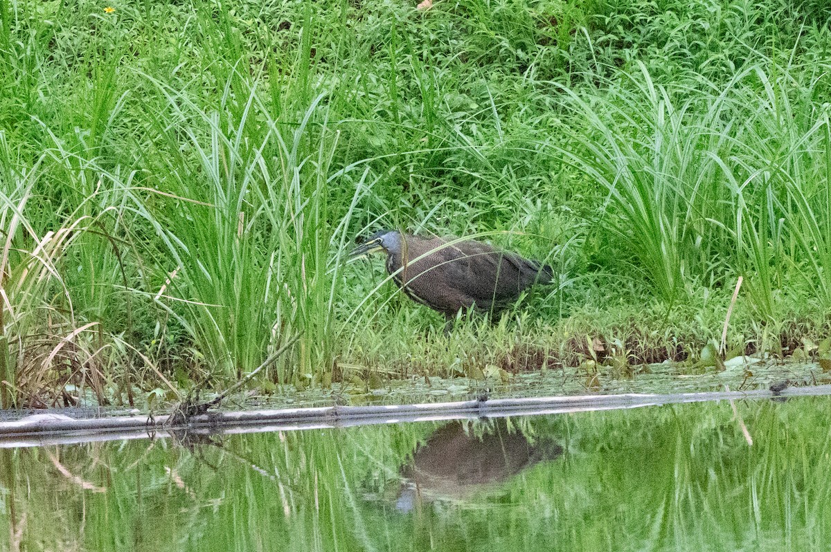 Bare-throated Tiger-Heron - ML644670532