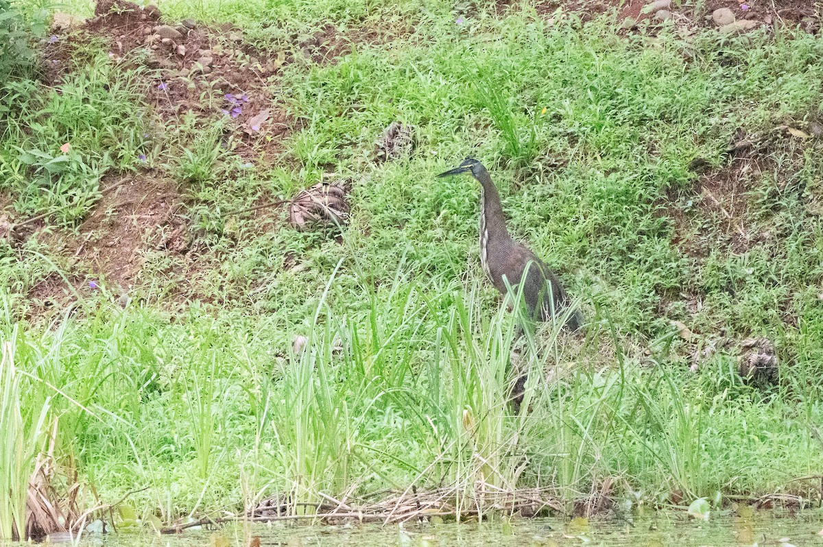 Bare-throated Tiger-Heron - ML644670534