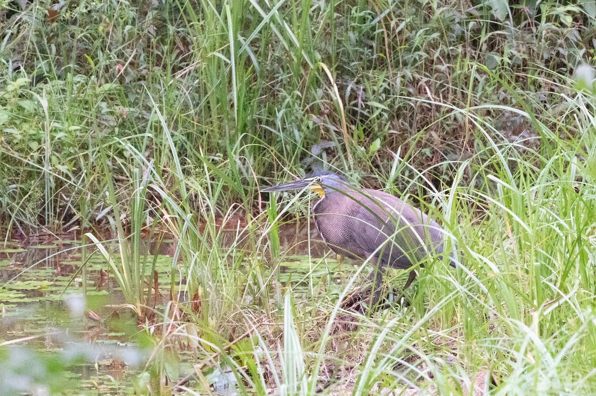 Bare-throated Tiger-Heron - ML644670535