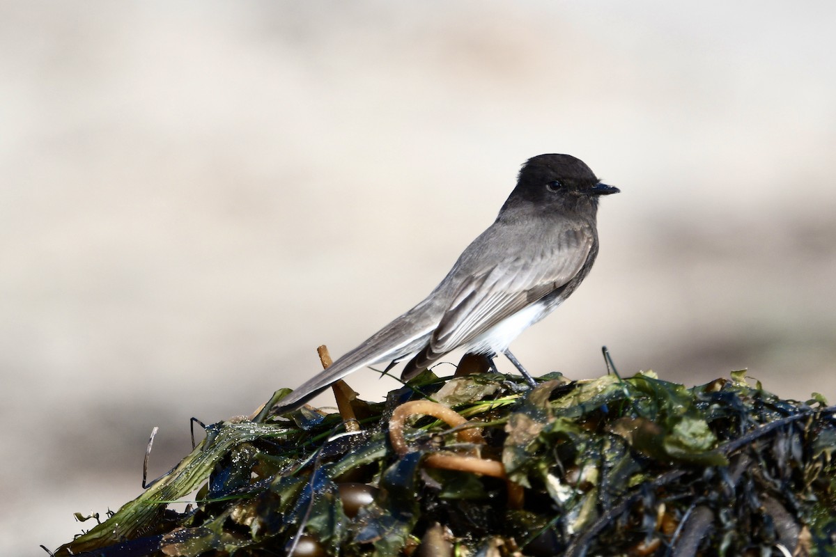 Schwarzkopf-Phoebetyrann - ML644670538