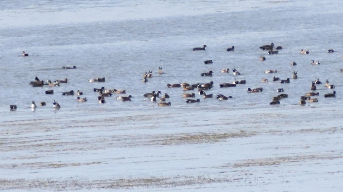 Amerika Fiyusu - ML644670539