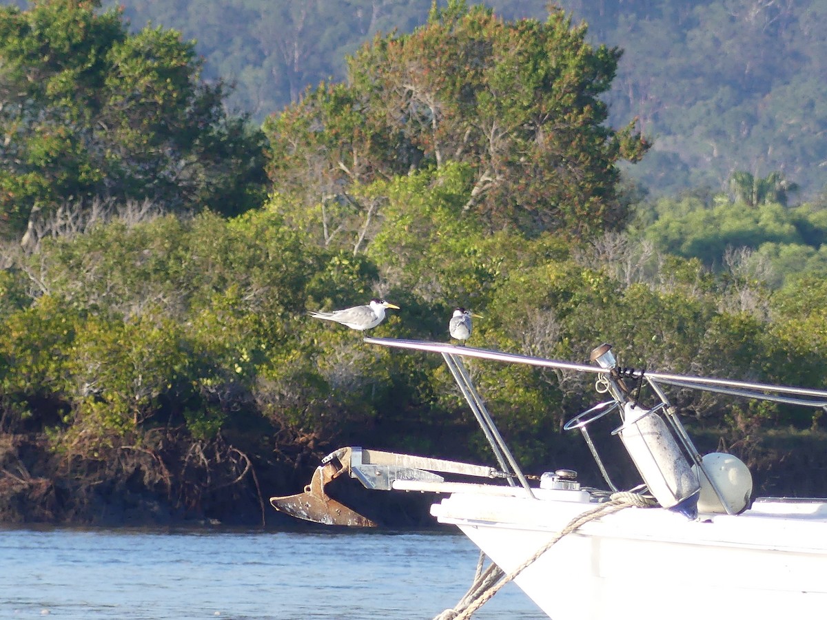 hinduterne - ML644670546