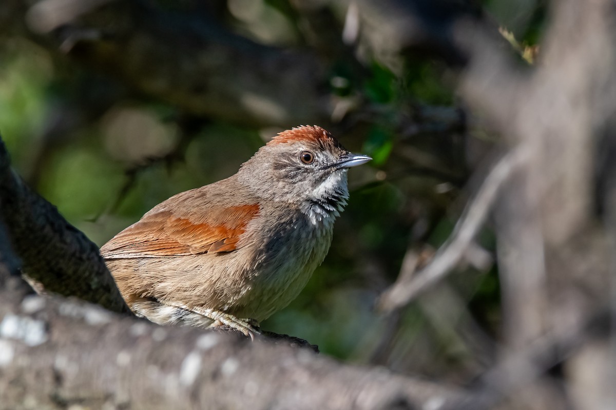 krattpiggstjert - ML644670549