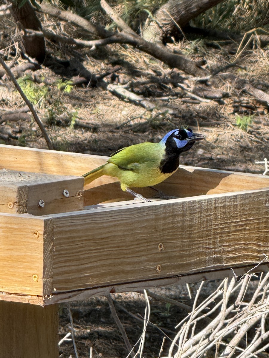 Green Jay - ML644670551