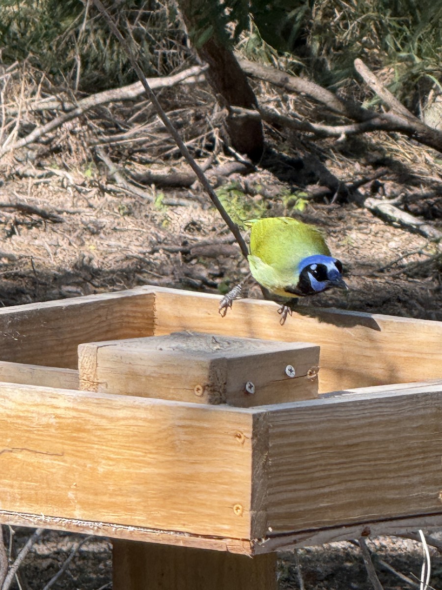 Green Jay - ML644670552