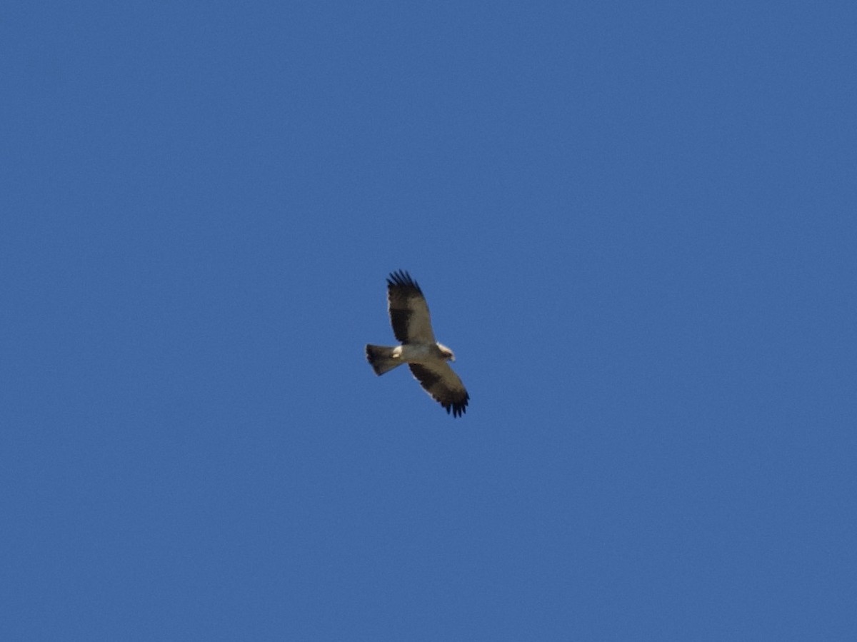 Aigle botté - ML644670557