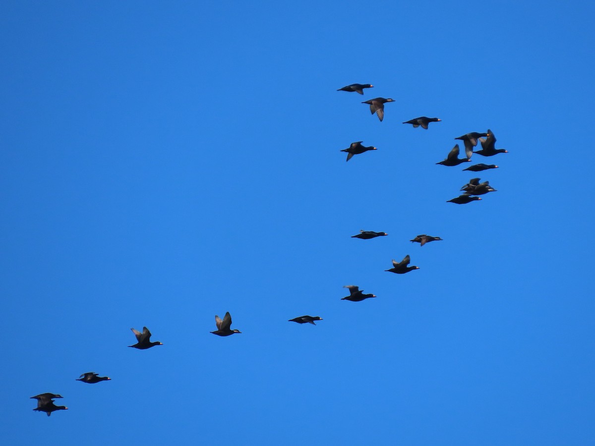 turpan žlutozobý - ML644670558