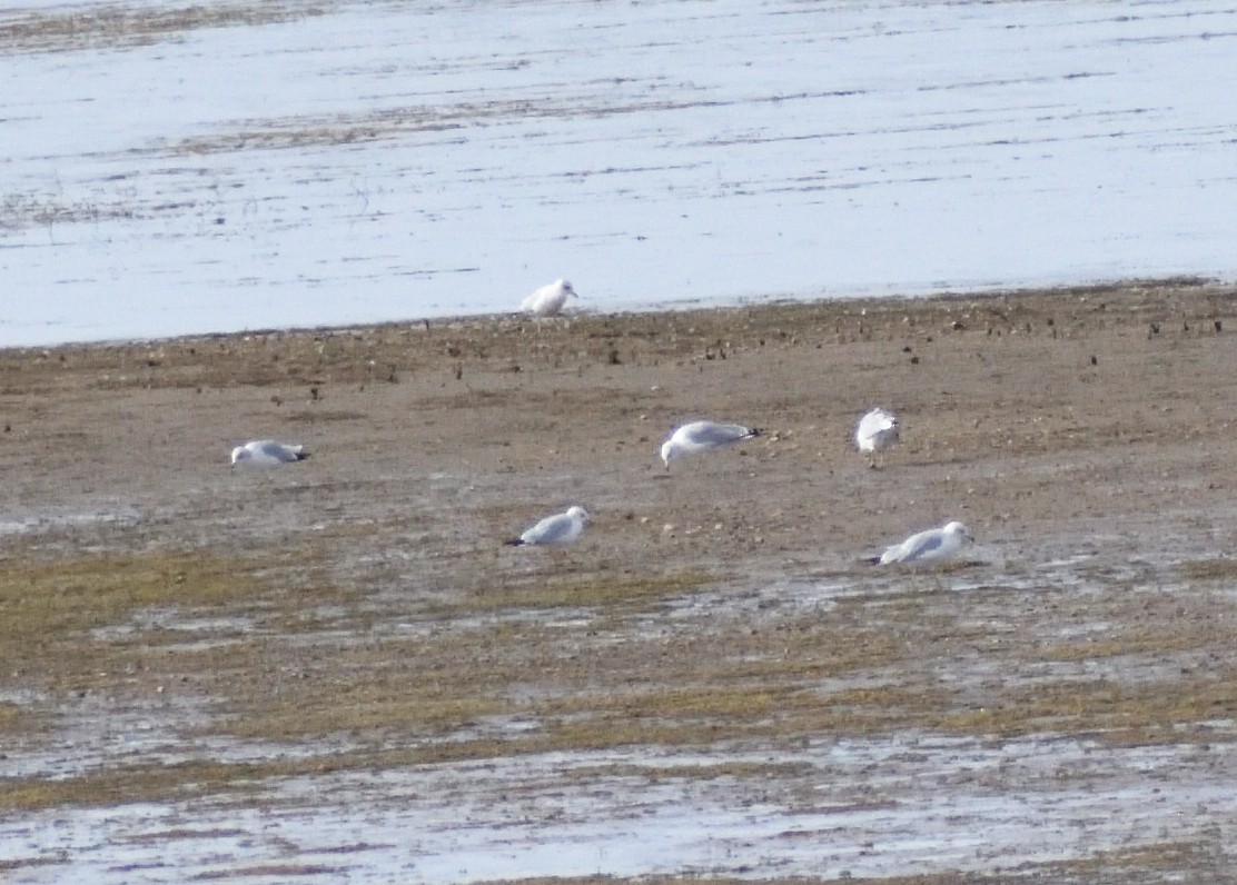 Halkalı Martı - ML644670559