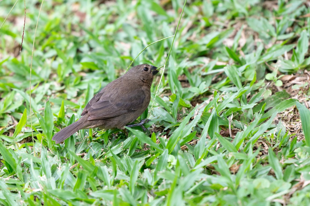 Чёрный просяночник - ML644670560