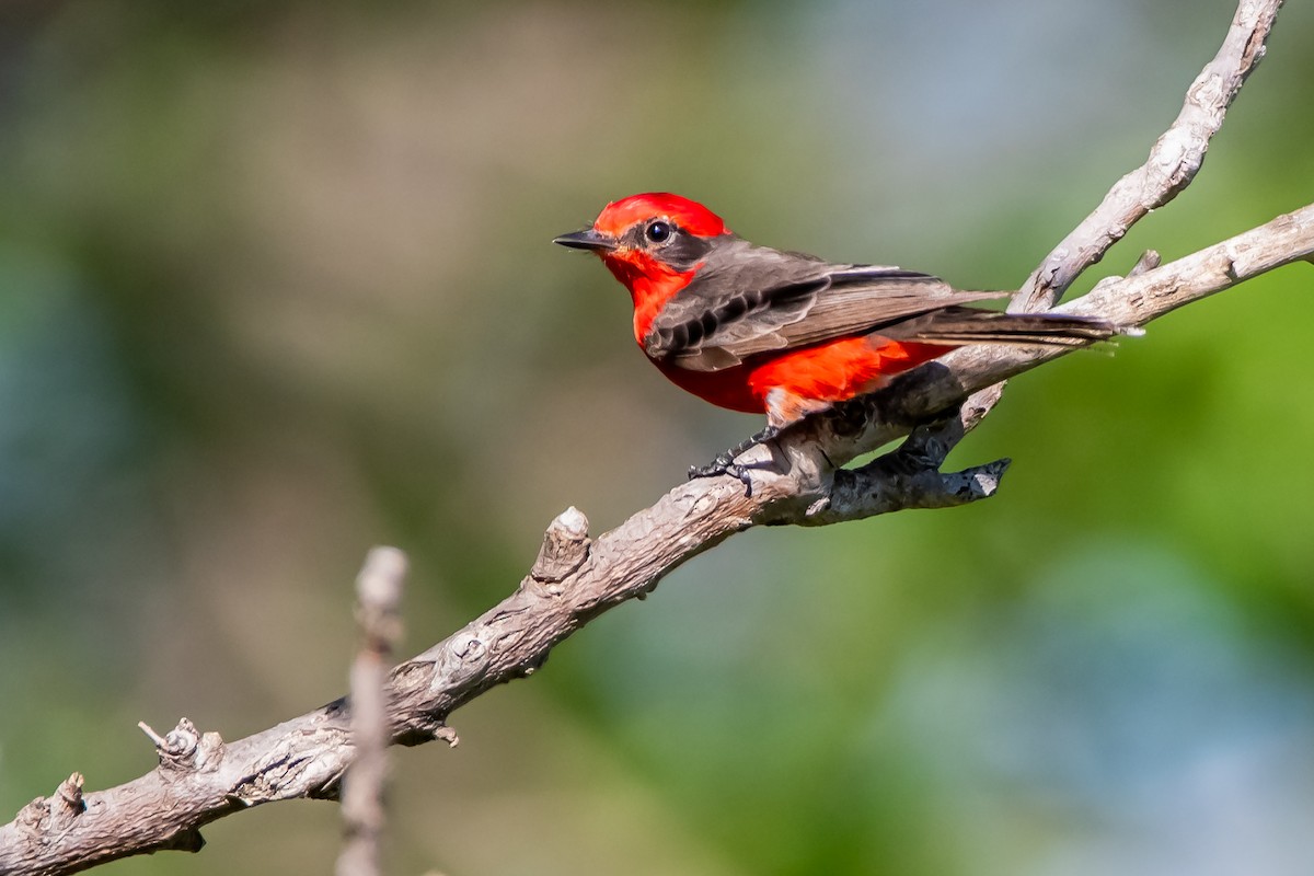 rubintyrann - ML644670564