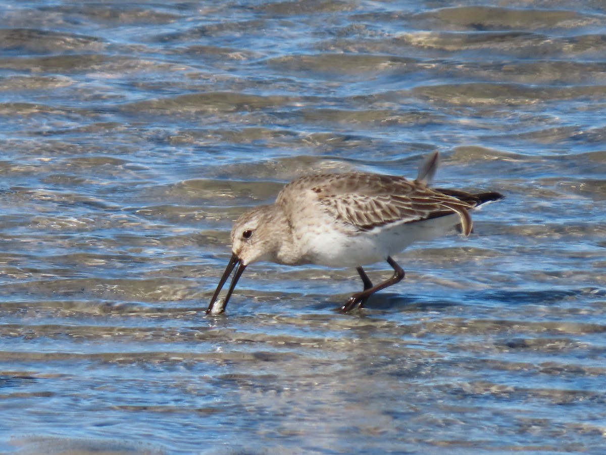 myrsnipe - ML644670577