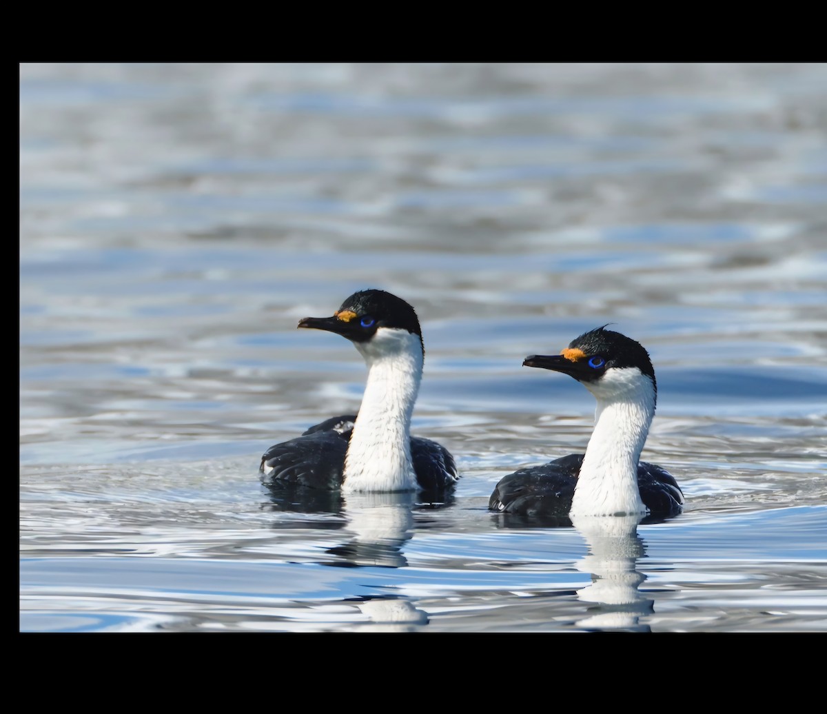 magellanskarv - ML644670588