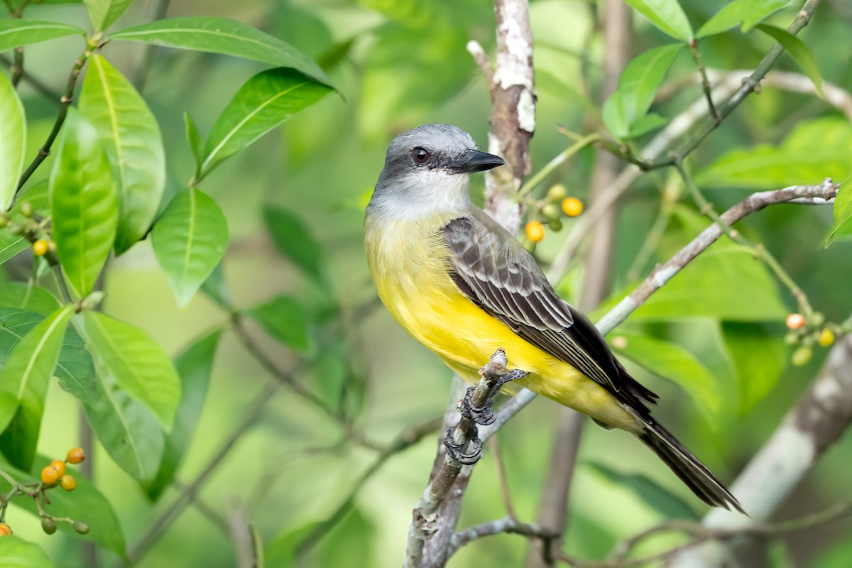 tropekongetyrann - ML644670590