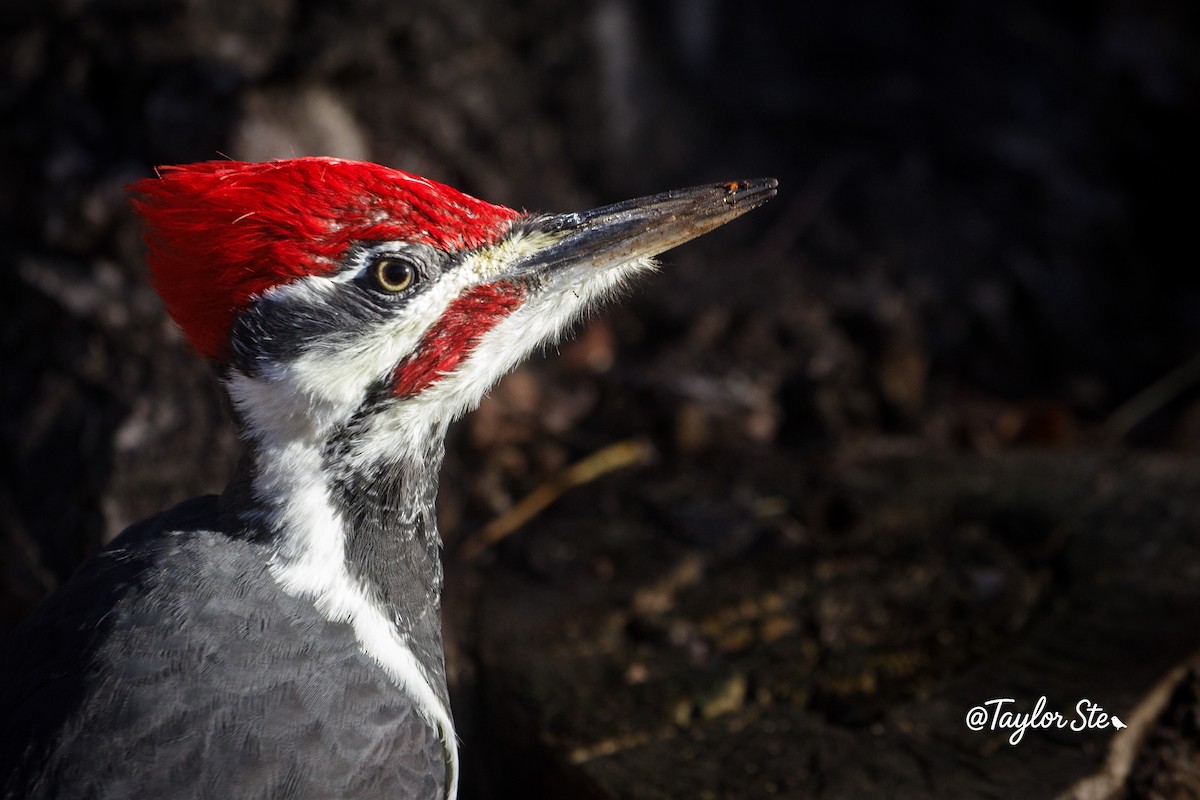 Pileated Woodpecker - ML644670593